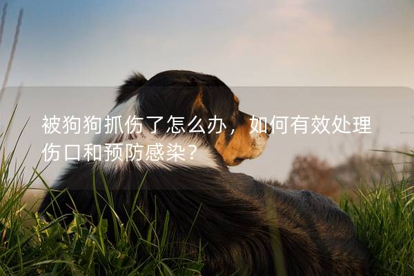 被狗狗抓傷了怎么辦，如何有效處理傷口和預防感染？