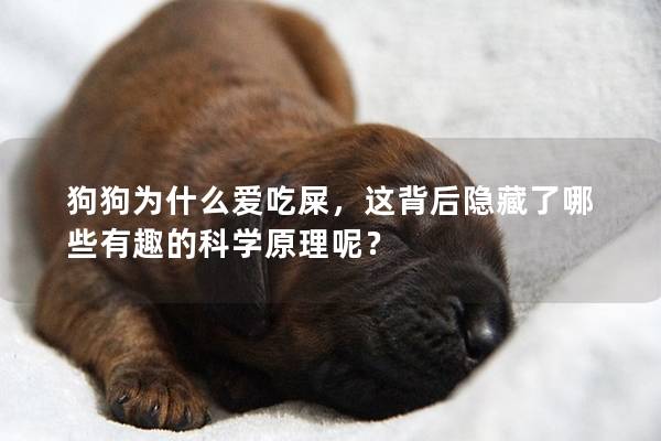 狗狗為什么愛(ài)吃屎,這背后隱藏了哪些有趣的科學(xué)原理呢? 狗狗為什么愛(ài)吃屎,這背后隱藏了哪些有趣的科學(xué)原理呢?