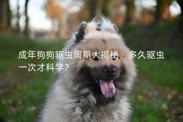 成年狗狗驅(qū)蟲周期大揭秘，多久驅(qū)蟲一次才科學(xué)？