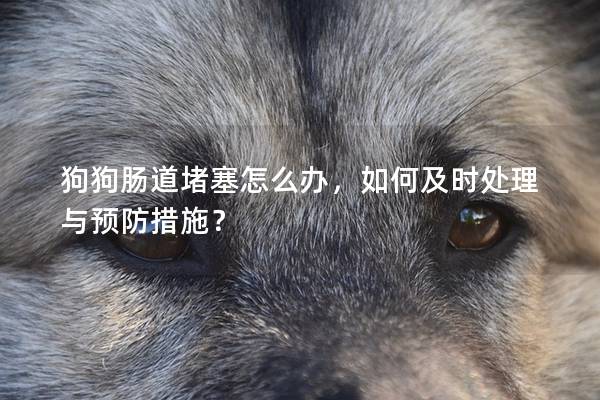 狗狗腸道堵塞怎么辦，如何及時處理與預防措施？
