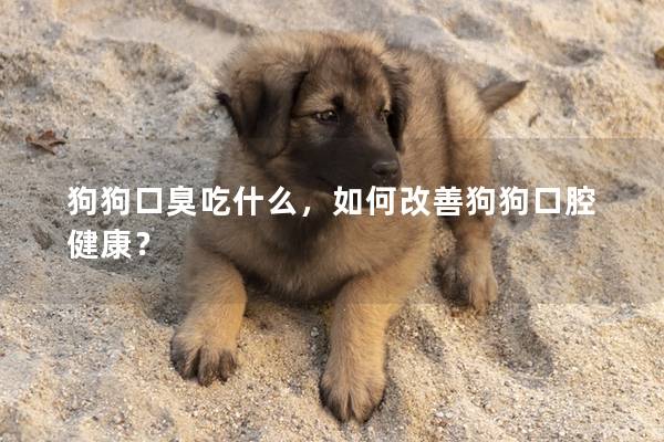 狗狗口臭吃什么，如何改善狗狗口腔健康？