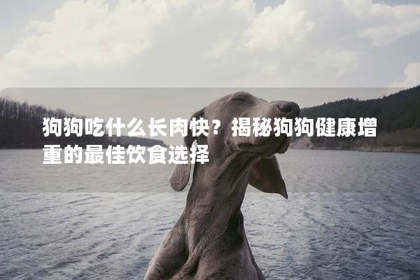 狗狗吃什么長肉快？揭秘狗狗健康增重的最佳飲食選擇