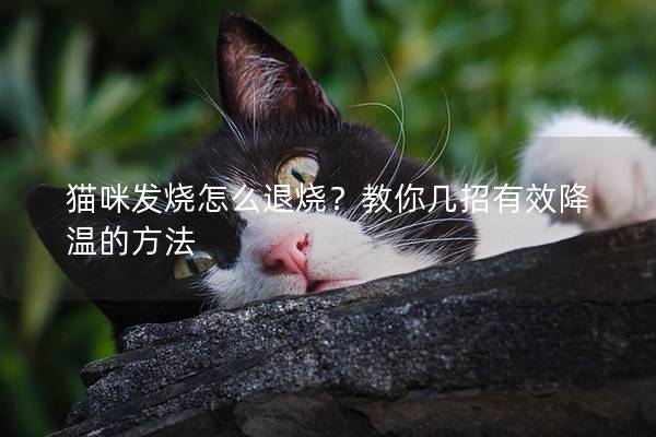 貓咪發燒怎么退燒？教你幾招有效降溫的方法