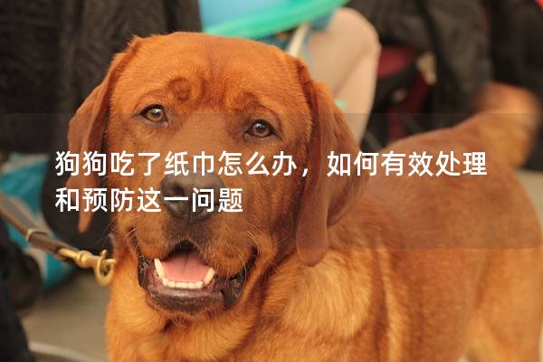 狗狗吃了紙巾怎么辦，如何有效處理和預防這一問題