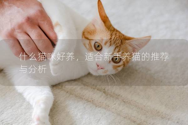 什么貓咪好養(yǎng)，適合新手養(yǎng)貓的推薦與分析