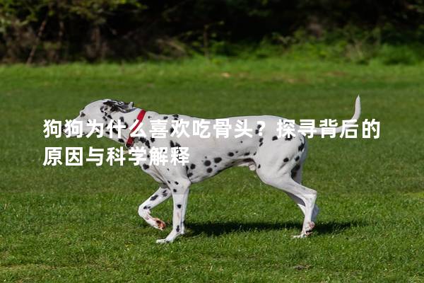 狗狗為什么喜歡吃骨頭？探尋背后的原因與科學(xué)解釋