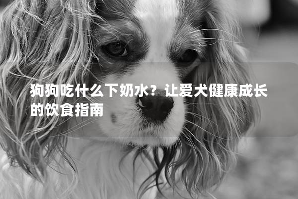 狗狗吃什么下奶水？讓愛犬健康成長的飲食指南