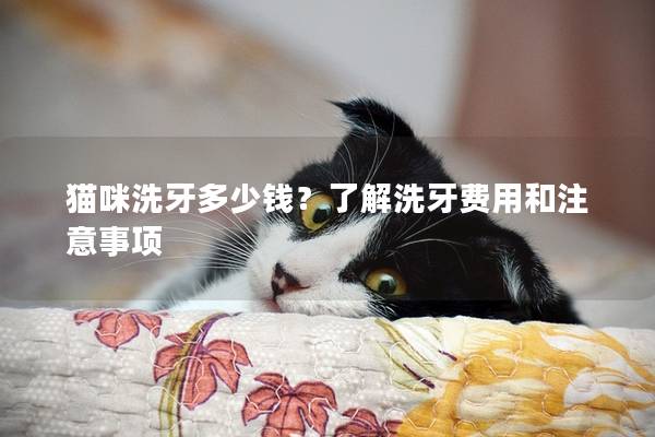 貓咪洗牙多少錢？了解洗牙費用和注意事項