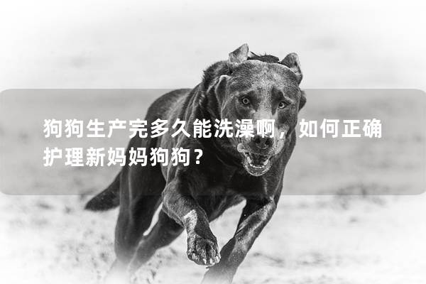 狗狗生產完多久能洗澡啊，如何正確護理新媽媽狗狗？