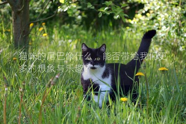貓咪的尾巴像什么，能否帶給我們更多的想象與樂趣？