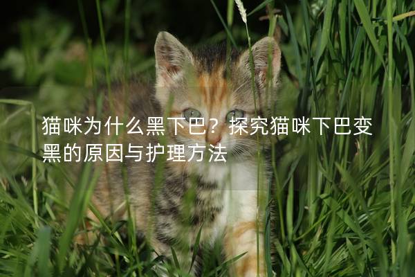 貓咪為什么黑下巴？探究貓咪下巴變黑的原因與護理方法