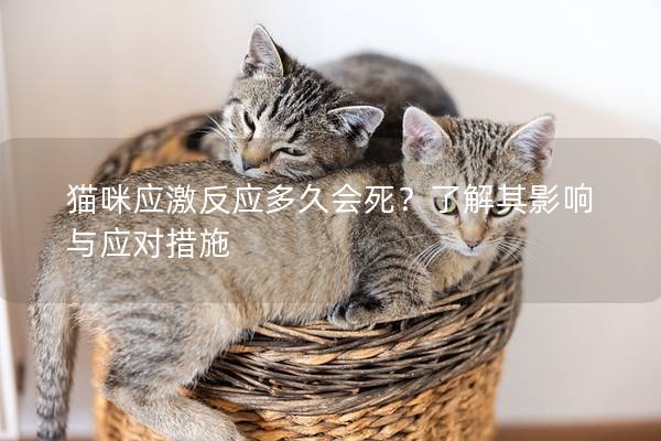 貓咪應(yīng)激反應(yīng)多久會(huì)死？了解其影響與應(yīng)對(duì)措施