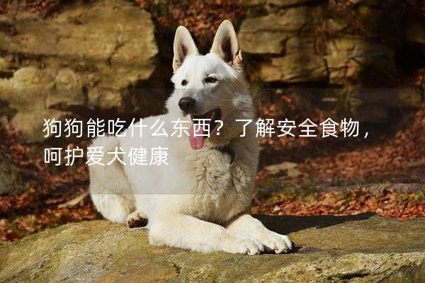狗狗能吃什么東西？了解安全食物，呵護愛犬健康