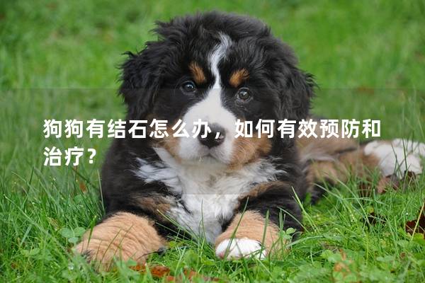 狗狗有結(jié)石怎么辦，如何有效預(yù)防和治療？