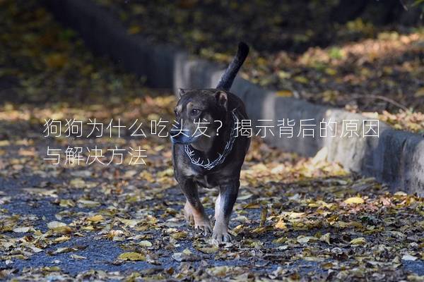 狗狗為什么吃頭發？揭示背后的原因與解決方法