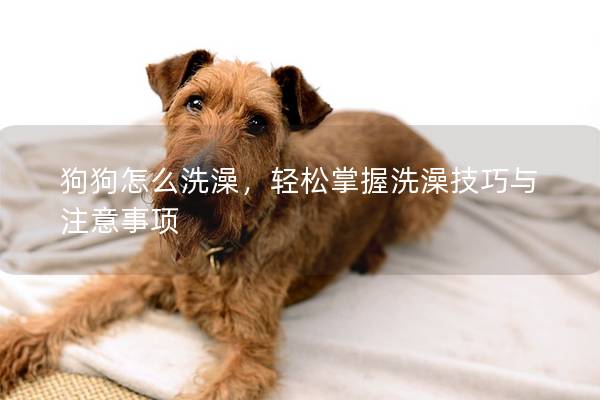 狗狗怎么洗澡，輕松掌握洗澡技巧與注意事項