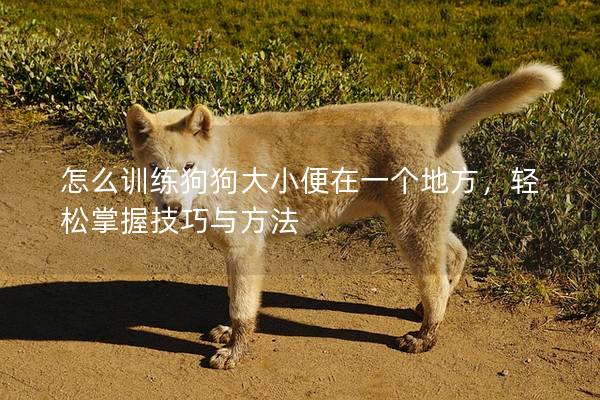 怎么訓(xùn)練狗狗大小便在一個(gè)地方，輕松掌握技巧與方法