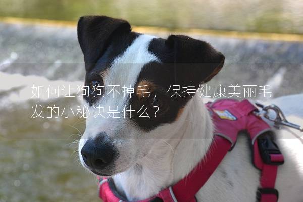 如何讓狗狗不掉毛，保持健康美麗毛發(fā)的小秘訣是什么？