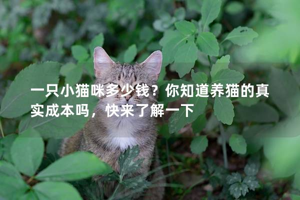 一只小貓咪多少錢？你知道養貓的真實成本嗎，快來了解一下