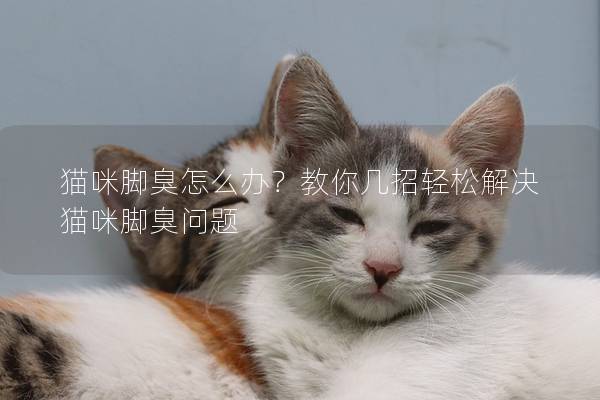 貓咪腳臭怎么辦？教你幾招輕松解決貓咪腳臭問題