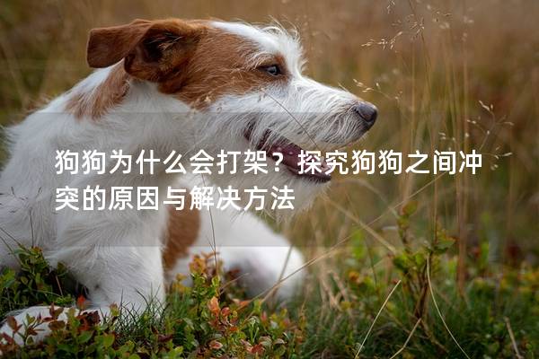 狗狗為什么會(huì)打架？探究狗狗之間沖突的原因與解決方法