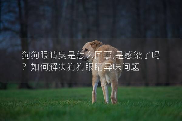 狗狗眼睛臭是怎么回事,是感染了嗎？如何解決狗狗眼睛異味問(wèn)題