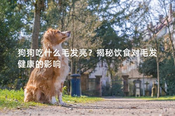 狗狗吃什么毛發亮？揭秘飲食對毛發健康的影響