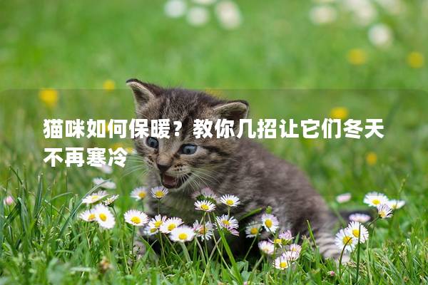貓咪如何保暖？教你幾招讓它們冬天不再寒冷