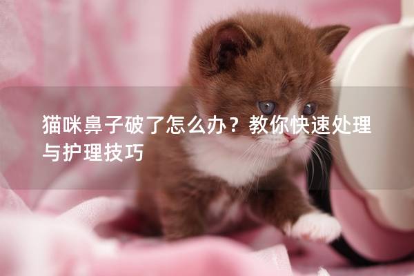貓咪鼻子破了怎么辦？教你快速處理與護理技巧