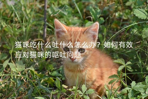 貓咪吃什么吐什么怎么辦？如何有效應對貓咪的嘔吐問題