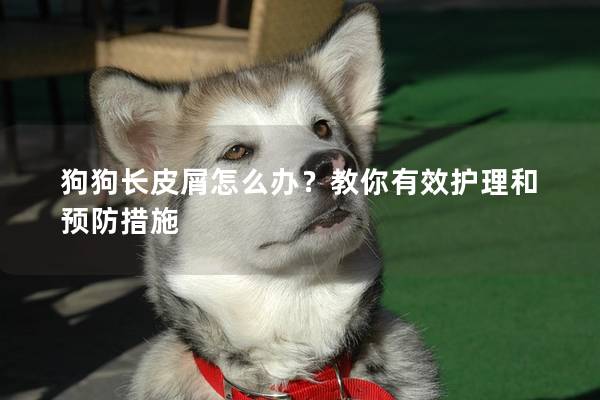 狗狗長皮屑怎么辦？教你有效護理和預防措施
