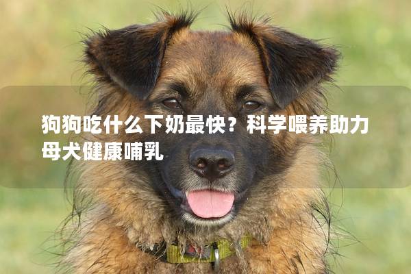 狗狗吃什么下奶最快？科學(xué)喂養(yǎng)助力母犬健康哺乳