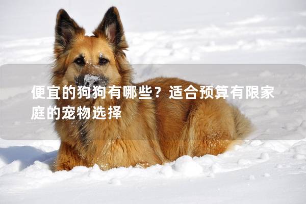 便宜的狗狗有哪些？適合預算有限家庭的寵物選擇