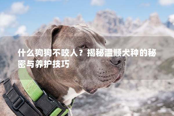什么狗狗不咬人?揭秘溫順犬種的秘密與養(yǎng)護(hù)技巧 什么狗狗不咬人?揭秘溫順犬種的秘密與養(yǎng)護(hù)技巧