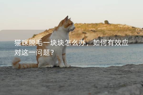 貓咪脫毛一塊塊怎么辦，如何有效應對這一問題？