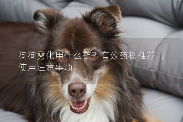 狗狗霧化用什么藥？有效藥物推薦與使用注意事項(xiàng)