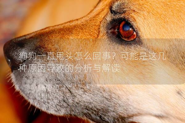 狗狗一直甩頭怎么回事？可能是這幾種原因導致的分析與解讀