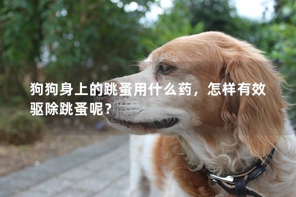 狗狗身上的跳蚤用什么藥，怎樣有效驅除跳蚤呢？