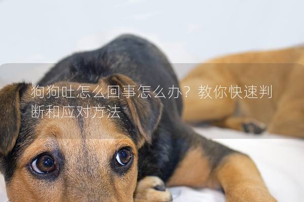 狗狗吐怎么回事怎么辦？教你快速判斷和應對方法