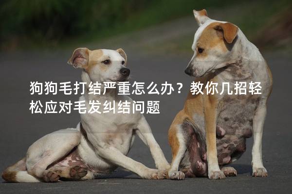 狗狗毛打結(jié)嚴(yán)重怎么辦？教你幾招輕松應(yīng)對(duì)毛發(fā)糾結(jié)問題