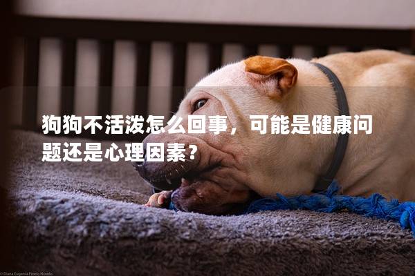 狗狗不活潑怎么回事，可能是健康問題還是心理因素？