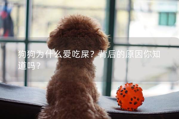 狗狗為什么愛吃屎？背后的原因你知道嗎？