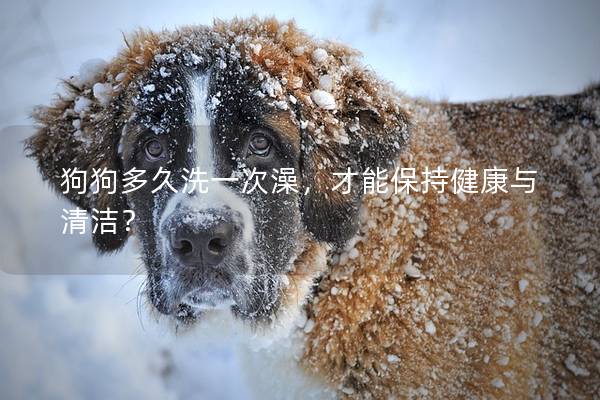 狗狗多久洗一次澡，才能保持健康與清潔？