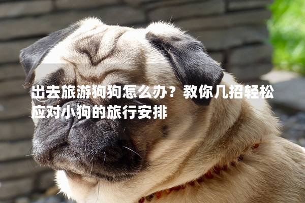 出去旅游狗狗怎么辦？教你幾招輕松應(yīng)對(duì)小狗的旅行安排
