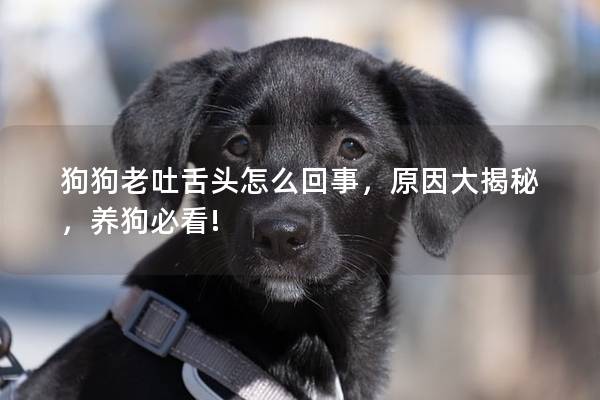 狗狗老吐舌頭怎么回事，原因大揭秘，養狗必看!