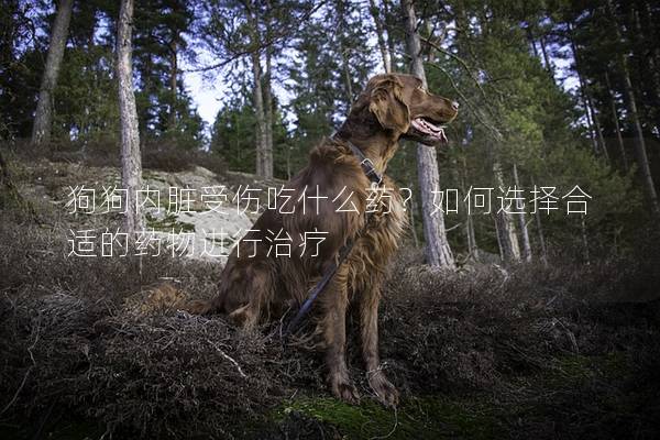 狗狗內臟受傷吃什么藥？如何選擇合適的藥物進行治療