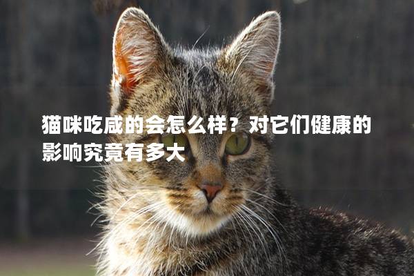貓咪吃咸的會怎么樣？對它們健康的影響究竟有多大
