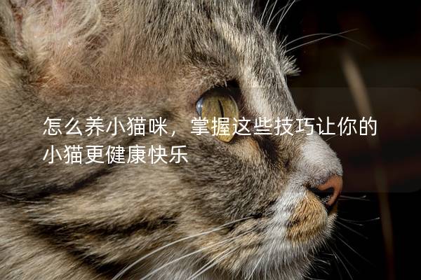 怎么養小貓咪，掌握這些技巧讓你的小貓更健康快樂