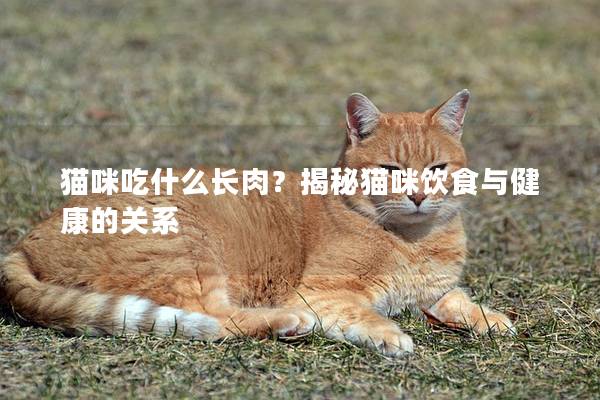 貓咪吃什么長肉？揭秘貓咪飲食與健康的關(guān)系