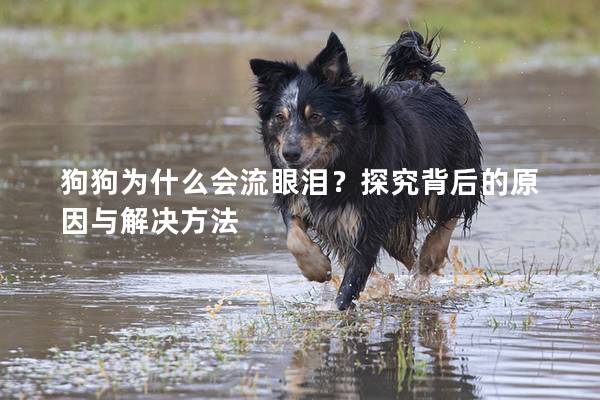 狗狗為什么會流眼淚？探究背后的原因與解決方法